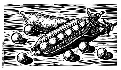 Green Peas in a Pod Woodcut Illustration