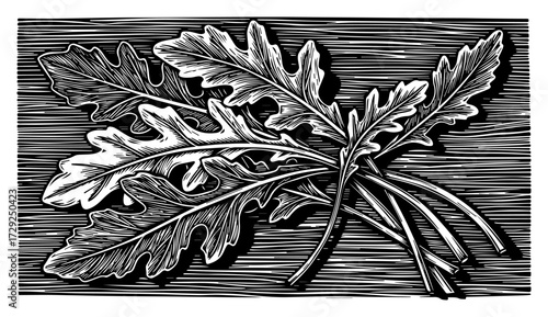 Arugula Leaves in a Vintage Engraved Style