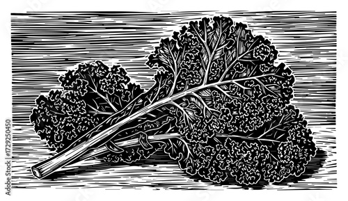 Kale Cabbage Leaves in a Retro Woodcut Style