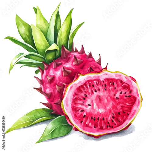 Dragon Fruit, watercolor painting vector, isolated on a white background.