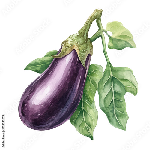 watercolor vector of Eggplant, isolated on a white background.