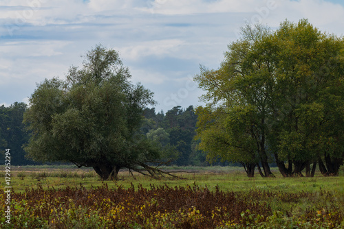 Wallpaper Mural Bäume in der Elbtalaue Torontodigital.ca