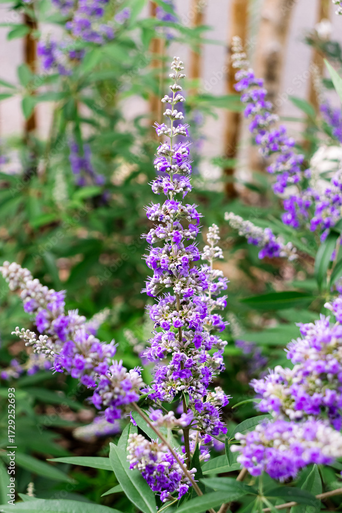 Obraz premium Vitex agnus-castus (vitex, chaste tree, chasteberry, abraham's balm, lilac chastetree, monk's pepper) purple flower closeup