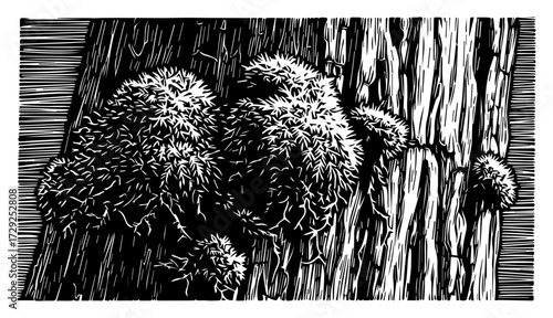 Vintage Engraving of Moss on a Tree Trunk