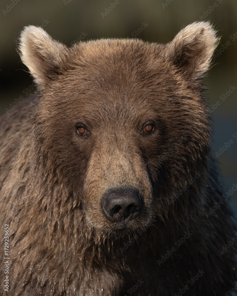 Fototapeta premium Close up of a female brown bear looking at the camera