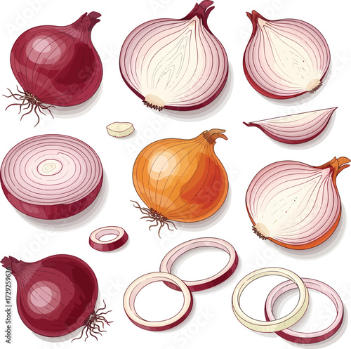 vector, illustration, shallots, onions, food ingredients