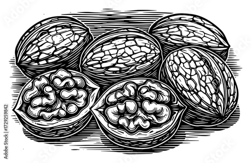 Walnuts and Kernels in a Retro Engraved Illustration