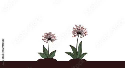 Two spherical pink flowers in different stages of growth appear on green stalks emerging from dark soil.