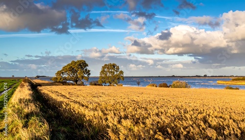 Golden field meets tranquil water under a dramatic sky