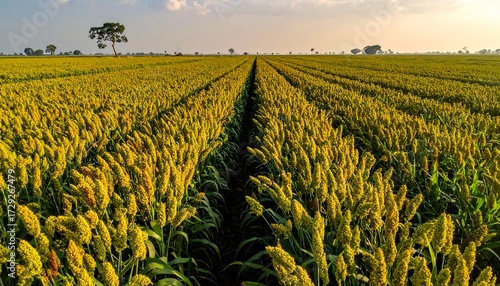 Golden field of millet under a pale sky