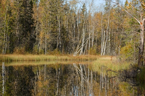 Trees by the lake on a sunny autumn day. Tysjöarna Nature Reserve in northern Sweden