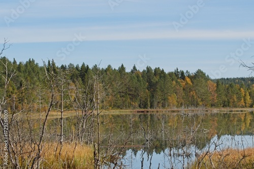 Dried-up birches on the lake among the reeds on a autumn day. Tysjöarna Nature Reserve in northern Sweden