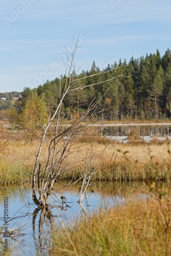 Trees by the lake on a sunny autumn day. Tysjöarna Nature Reserve in northern Sweden