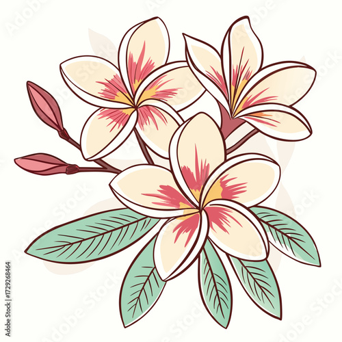 Delicate illustration of three creamy white plumeria flowers with pink centers and green leaves on a light background vector illustration of a flower