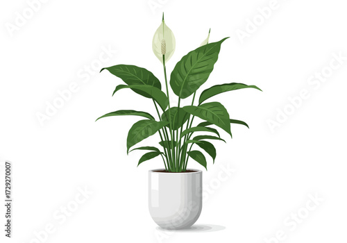 Peace Lily Houseplant in White Pot.