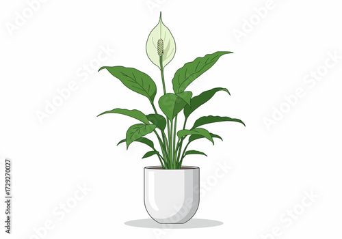 Peace Lily Houseplant in White Pot.