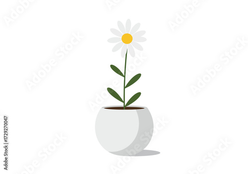 Single potted daisy flower in bloom.