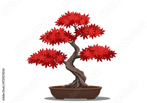 Red Japanese Maple Bonsai Tree in Pot.