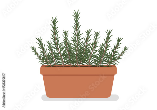 Rosemary Herb Plant in a Brown Pot.