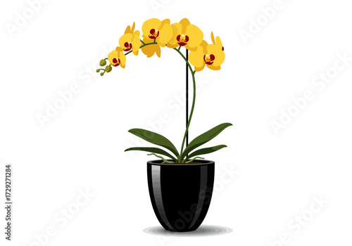 Yellow Orchid in Black Pot Elegant Plant.