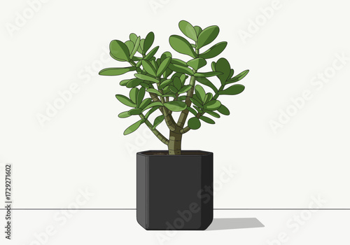 Jade Plant in Black Hexagonal Pot.