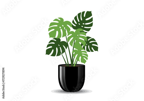 Monstera deliciosa houseplant in black pot.
