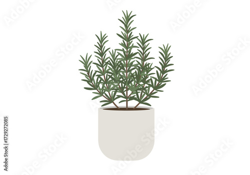 Rosemary Plant in White Pot.