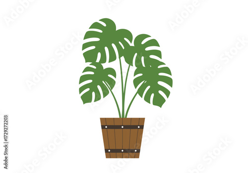 Monstera deliciosa houseplant in wooden pot.