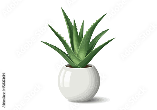 Aloe Vera Plant in White Pot.