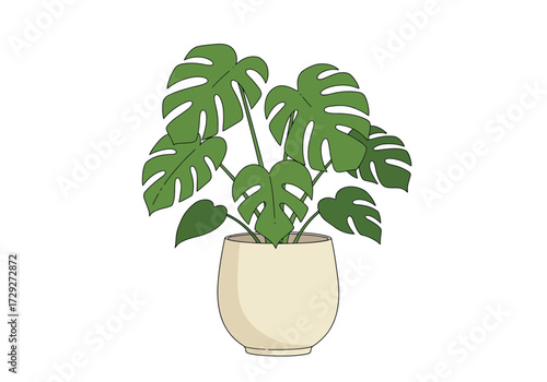 Monstera deliciosa houseplant in a pot.