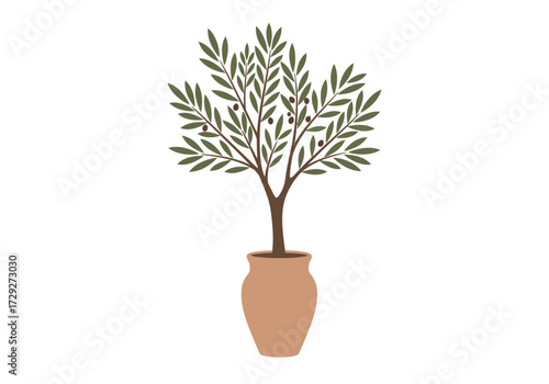Olive Tree in a Terracotta Pot.