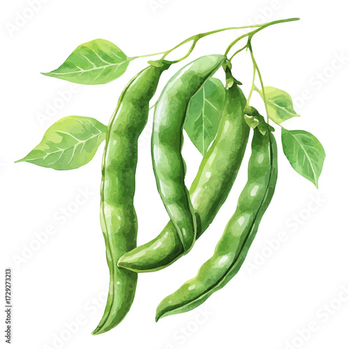 фотографія watercolor of Green Beans, vector, isolated on a white background