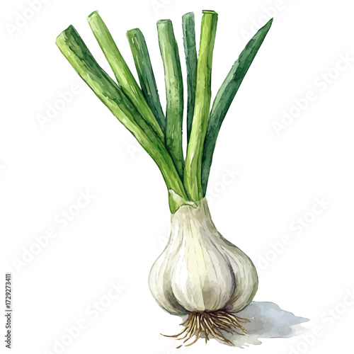 Green Garlic, watercolor painting vector, isolated on a white background.