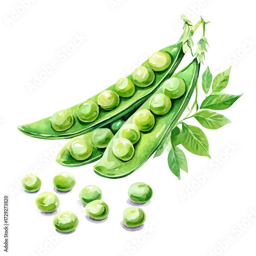 Green Peas, watercolor drawing vector, isolated on a white background.