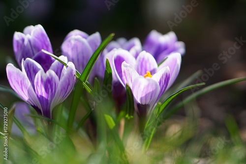 spring crocus flowers