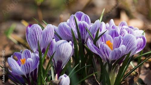 purple crocus flowers