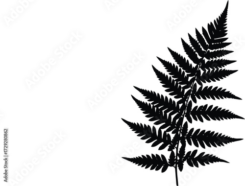 Elegant black fern silhouette nature botanical graphic design element vector