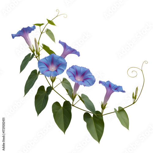 Delicate blue morning glory flowers and green leaves on a transparent background isolated on transparent background