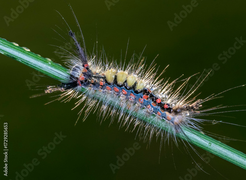 caterpillar of rusty tussock moth