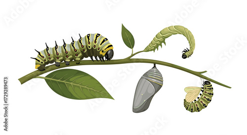 The incredible journey of metamorphosis from caterpillar to butterfly.