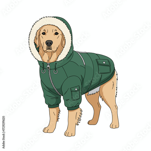Golden retriever wearing green puffer coat with fur hood  