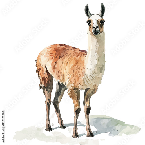 Llama, watercolor clipart vector, isolated on a white background.