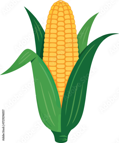 Fresh corn cob harvested golden kernels healthy food ingredient vector Hand drawn