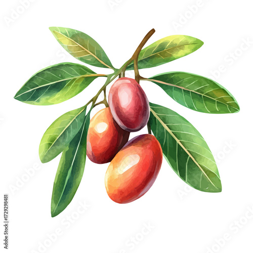 Miracle Fruit, watercolor drawing vector, isolated on a white background.