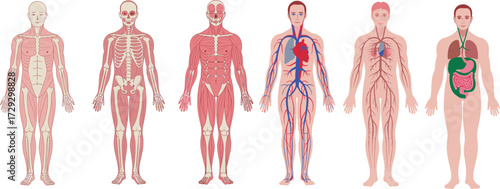 Human anatomy medical illustration showing skeleton, muscles, circulatory system, nervous system, and digestive organs, educational body structure vector, biology science diagram set