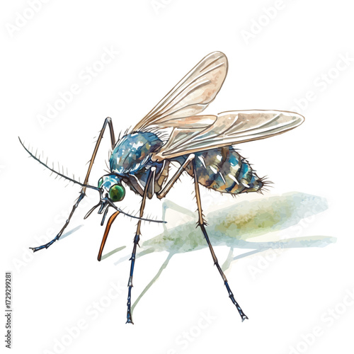 watercolor vector of Mosquito, isolated on a white background.