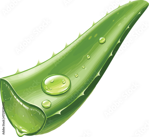 Vector, illustration, aloe vera leaf with water droplet effect