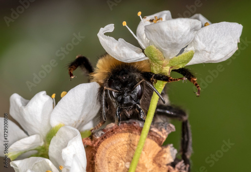 Bumblebee with a flower