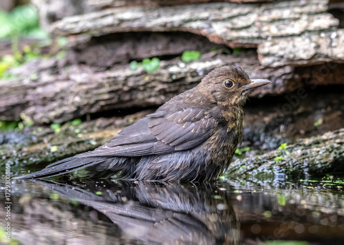 Blackbird in the water