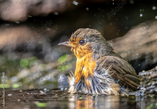 Bathing robin